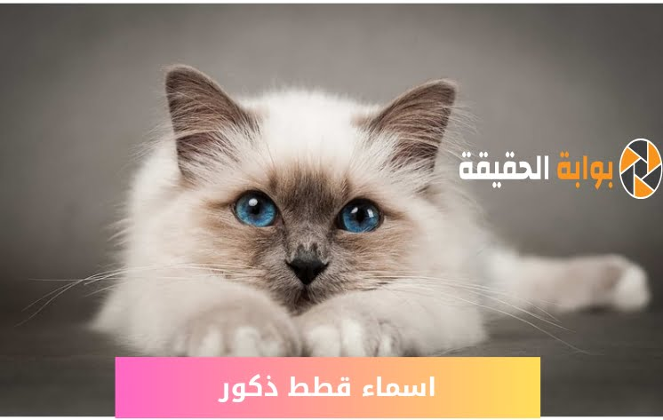 أسماء قطط اناث 2024 ومعانيها أجمل الأسماء لقطتك