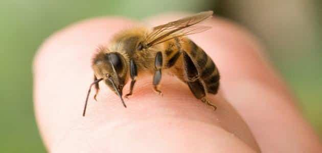 تفسير رؤية الخوف من النحل في المنام للمتزوجة
